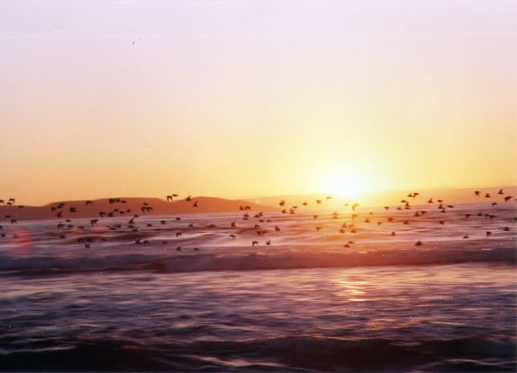 pájaros por el horizonte