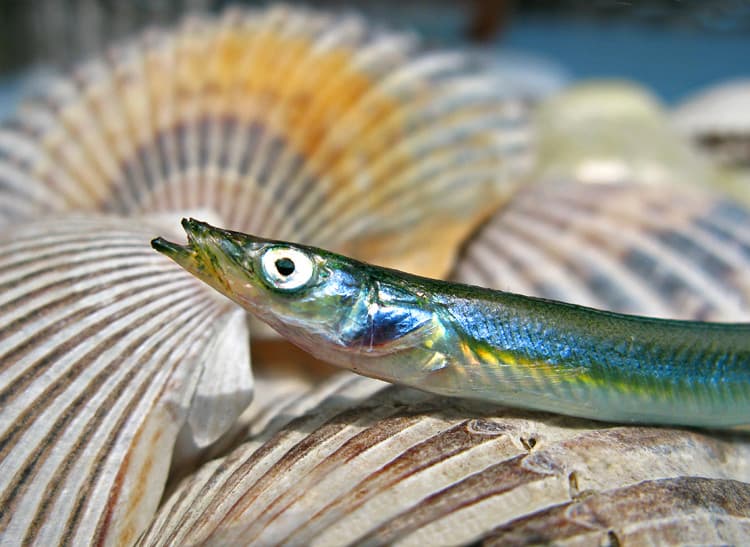 Chatham Sand Eel
