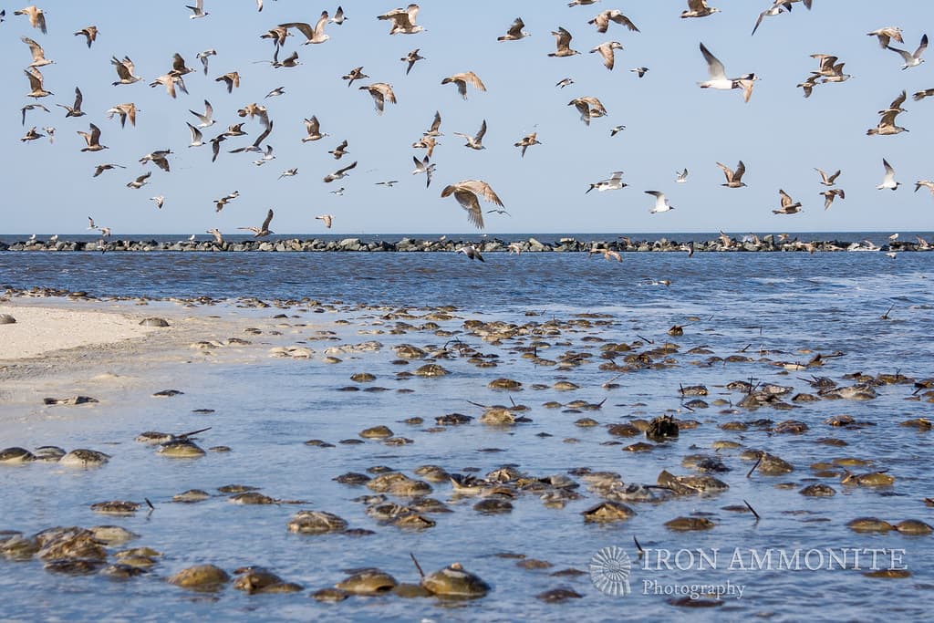 Sand Pipers, Red Knots & Horseshoe Crabs-10.jpg