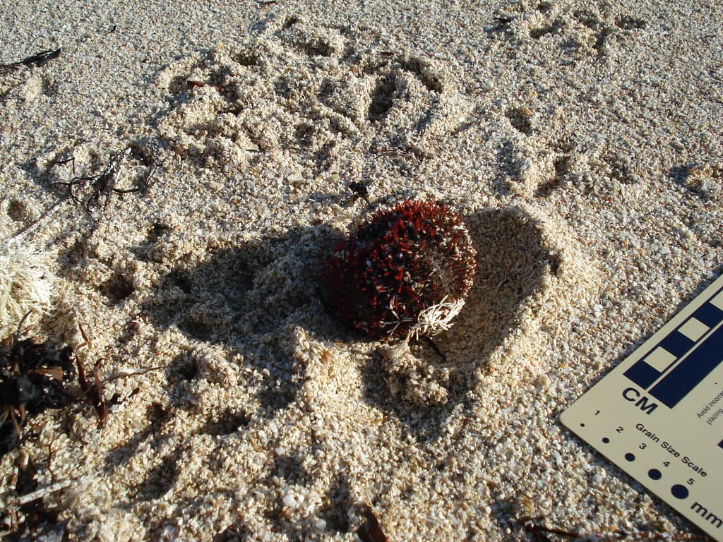 Tracks of gull eating an echinoid (close).