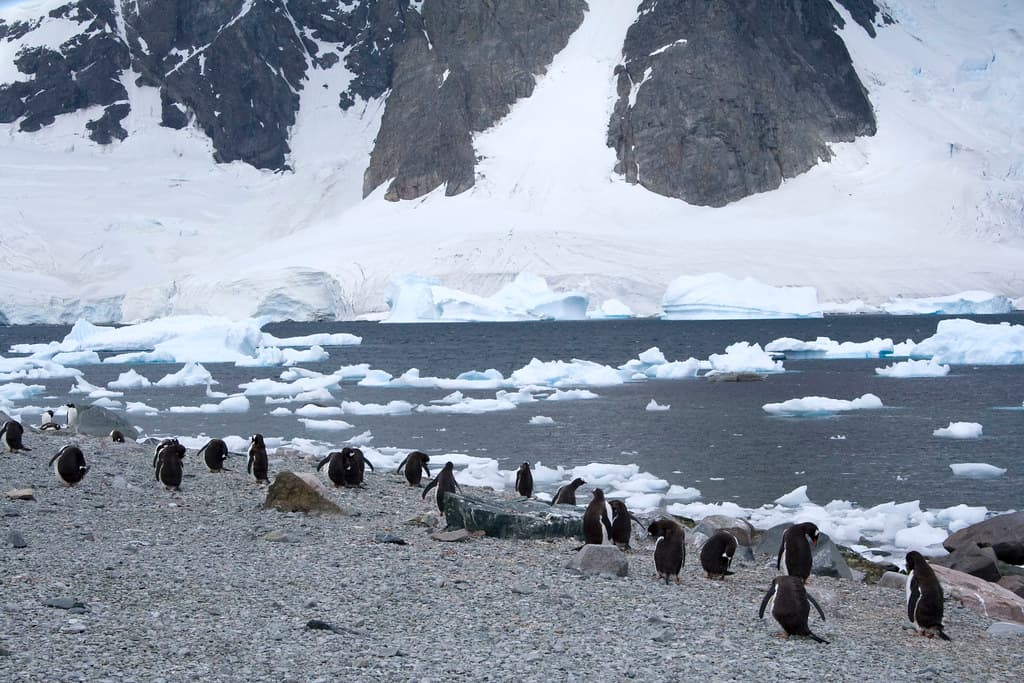 Penguins on Danco Island Beach