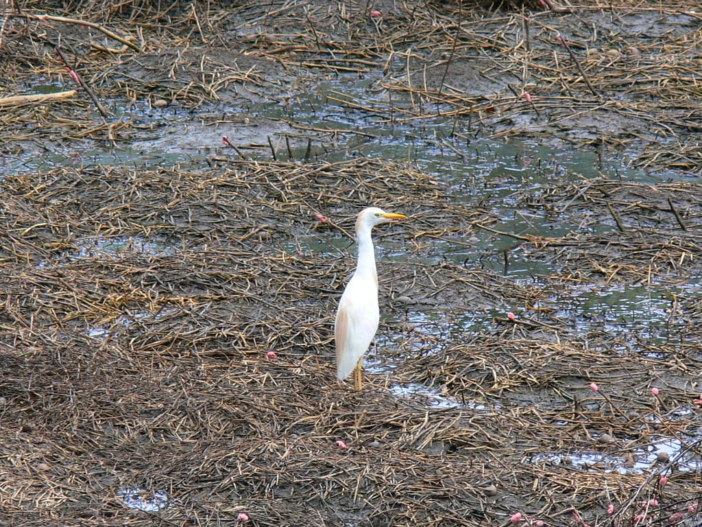 Hawaiian Egret