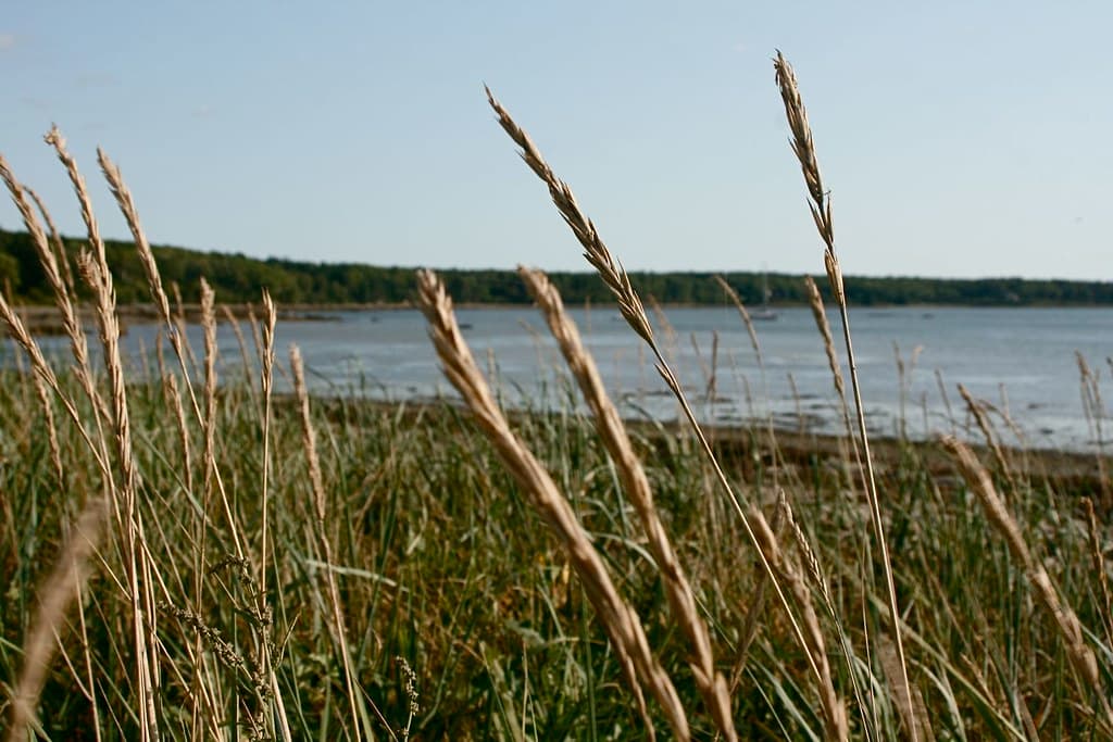 Causeway plants