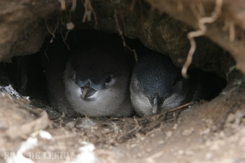 Little Blue Penguin (Kororā) - Eudyptula minor