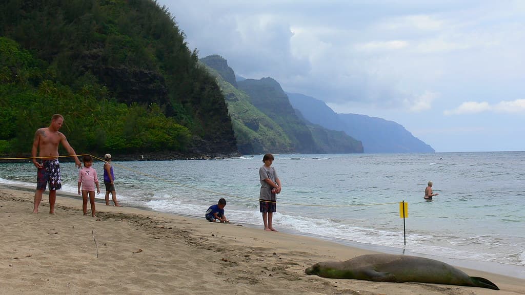 Monk Seal  #4