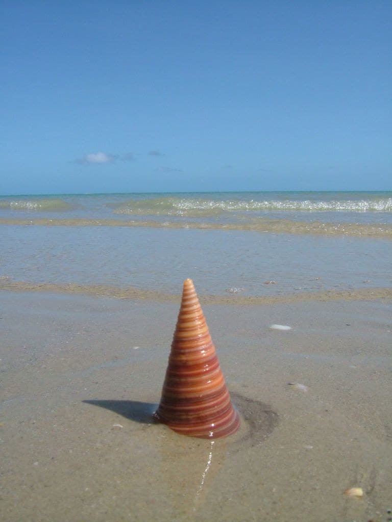 Shell