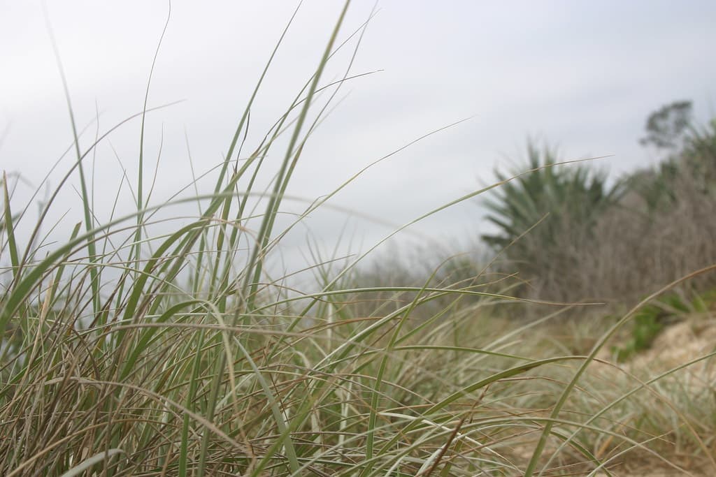 Dunes at Angourie, NSW