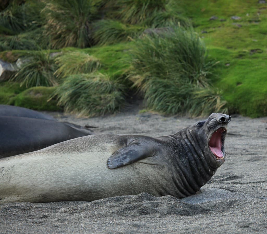 Southern Elephant Seal