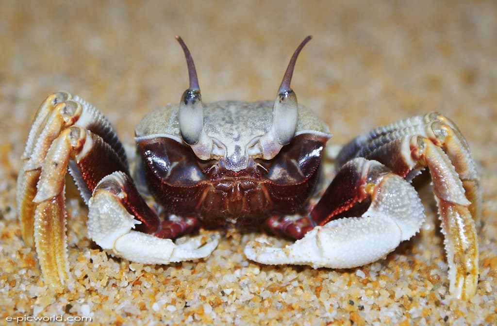 A crab at Teluk Ketapang beach