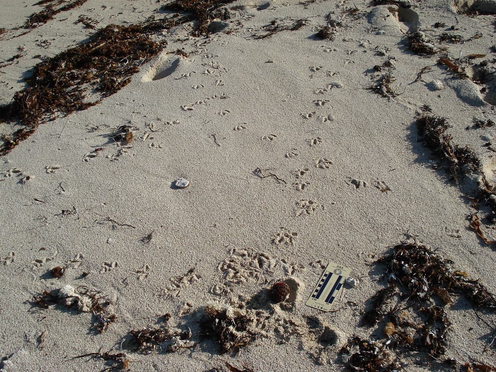 Tracks of gull eating an echinoid (overview).