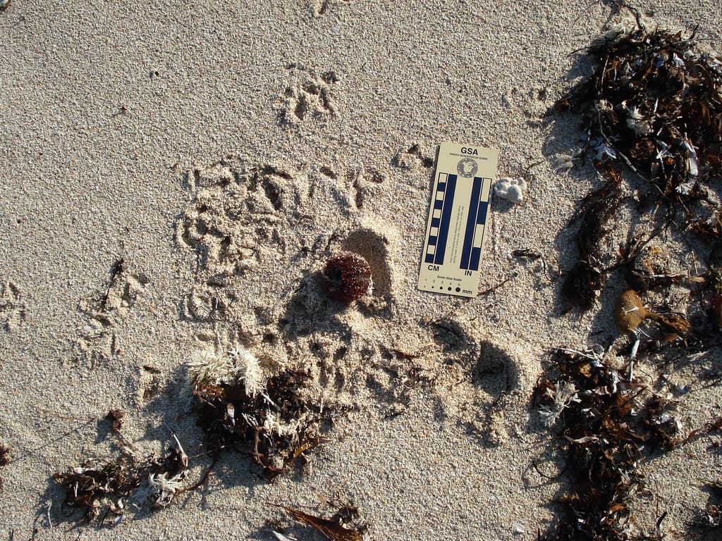 Tracks of gull eating an echinoid.