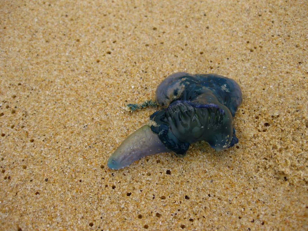 Bluey