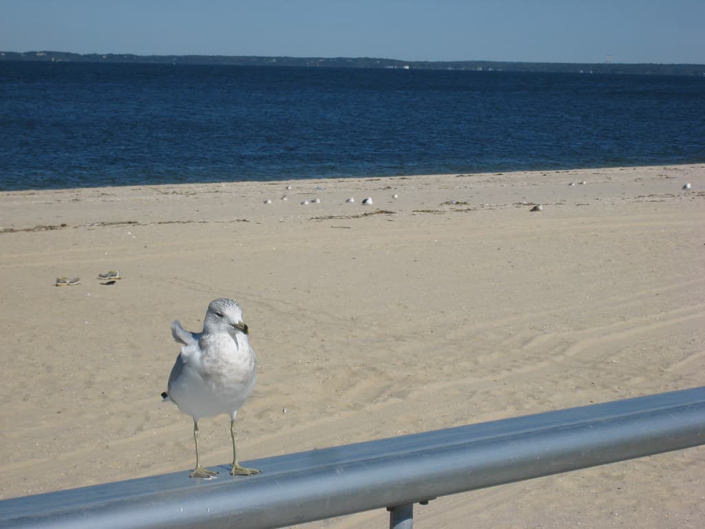 A Seagull On a Windy Day At the Beach