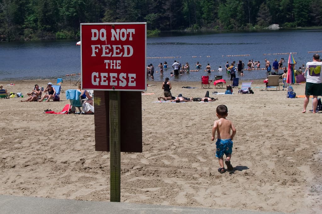 do not feed the geese