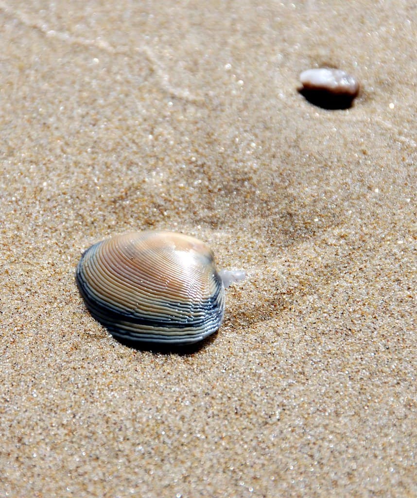 seashell with distant friend
