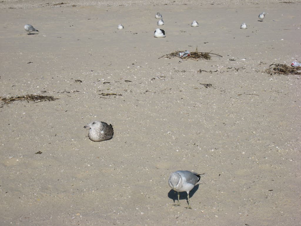 Seagull Beach Bums