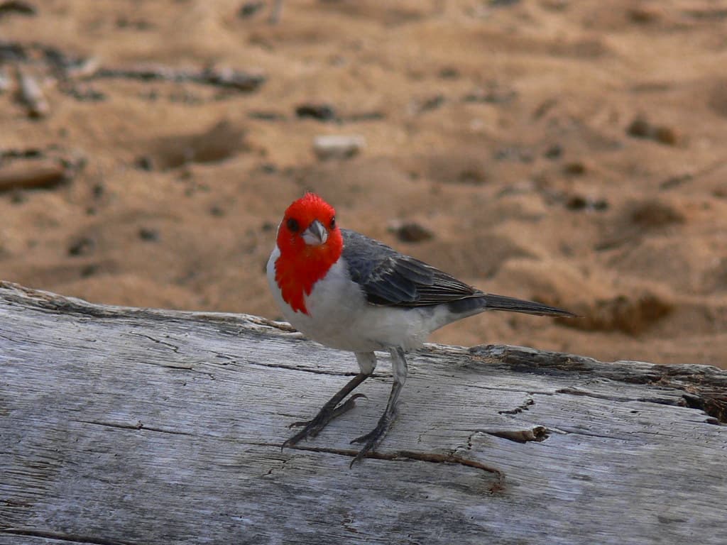 Red Crested Cardinal