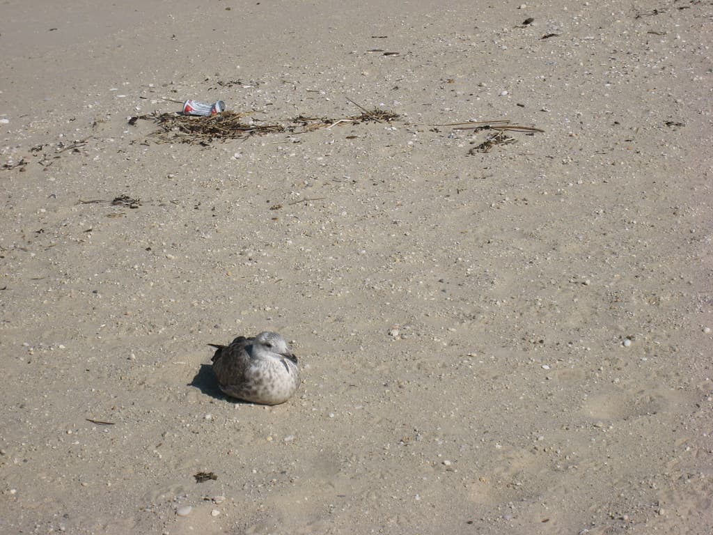 Seagull Resting On the Beach
