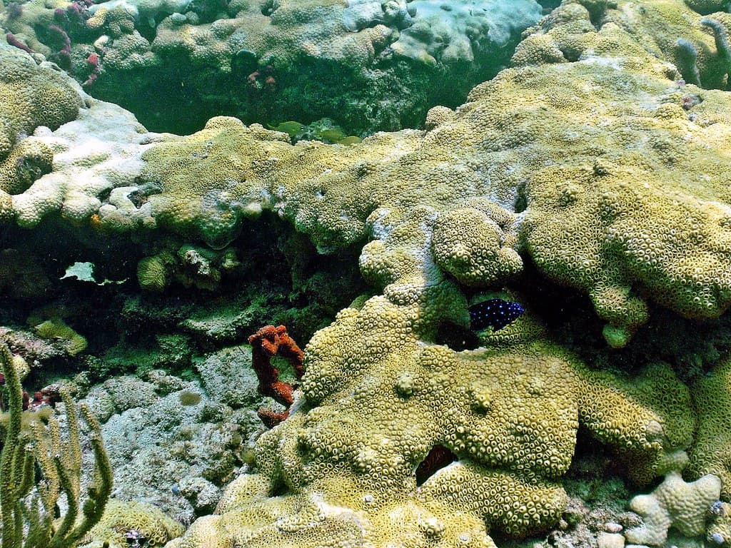 Coral Reef: Lauderdale by the Sea, Atlantic Ocean, Florida.