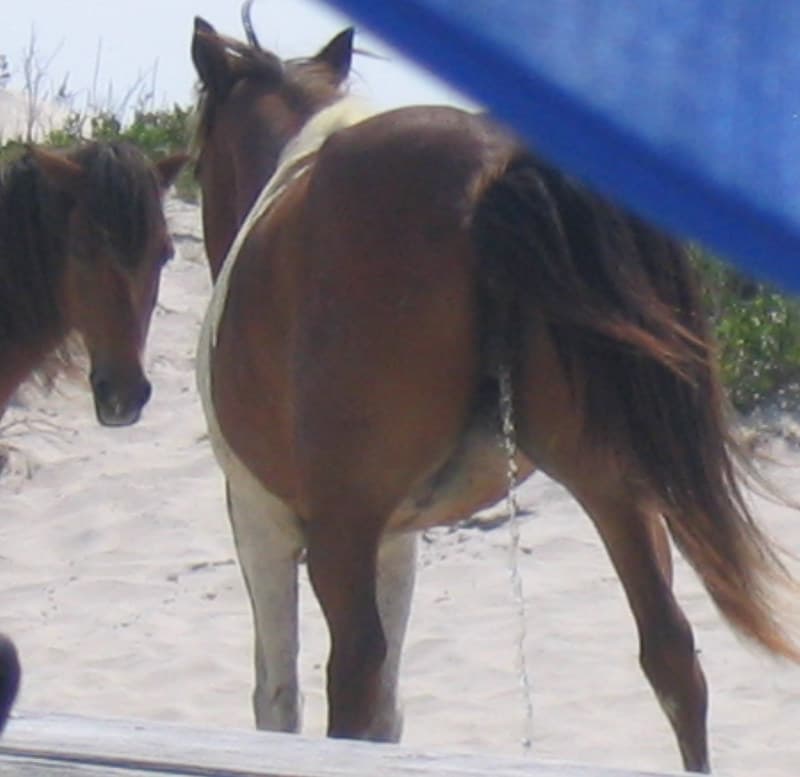 20070802-05 - Assateague Island beach camping - ponies - horse pissing - (by Christian) - 1066522446_68ed3b5ff9_o