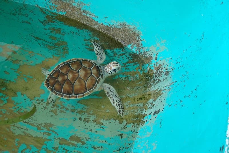 Tartaruga verde bebê 1 / Baby green turtle 1