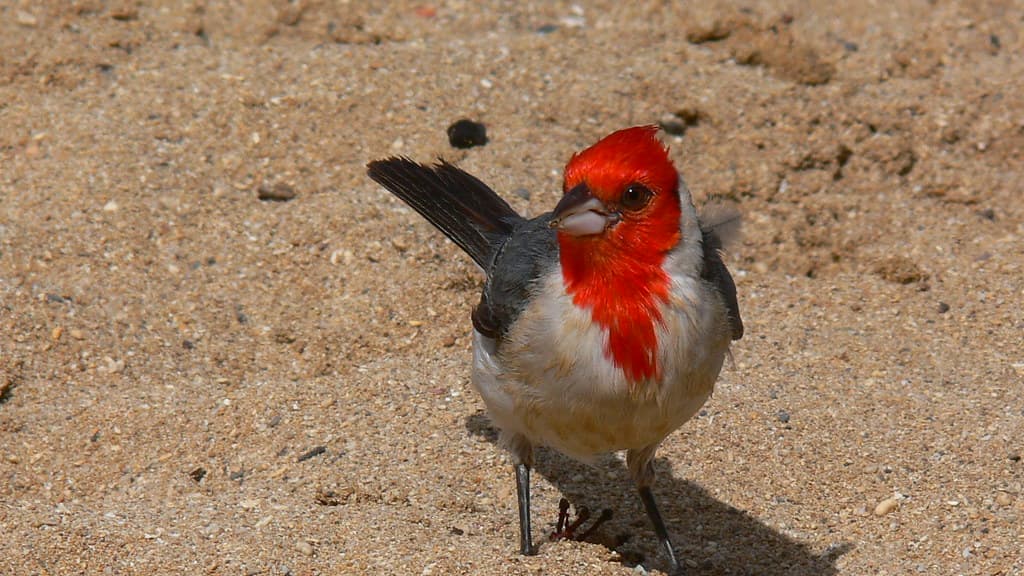 Cardinal still begging
