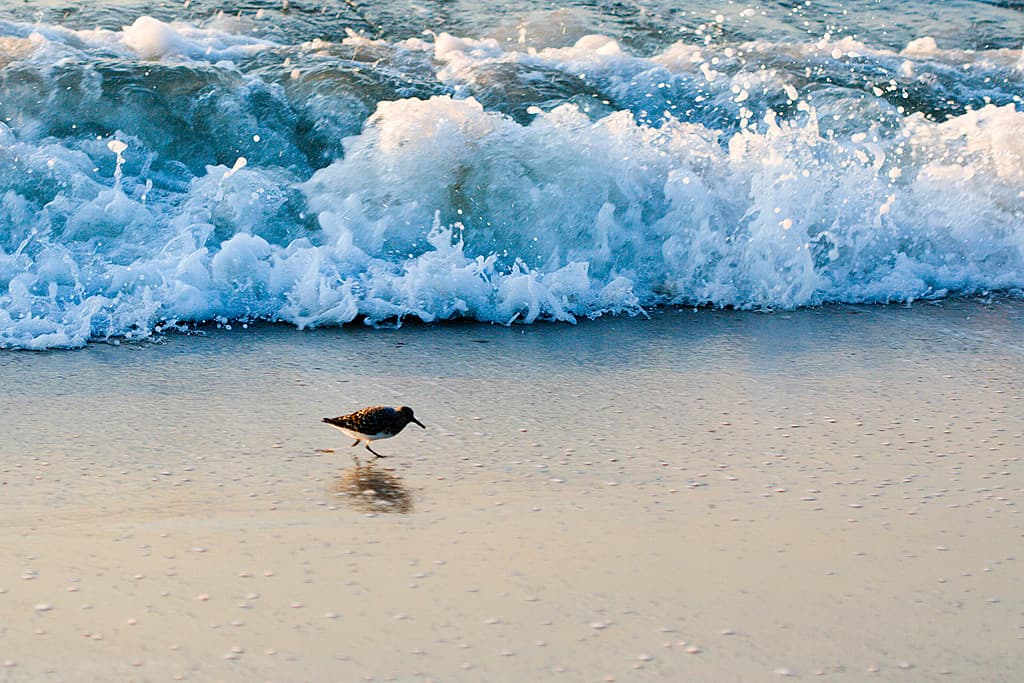 Assateague Island North Beach view 2