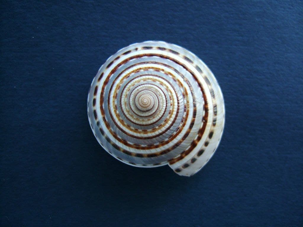 Spiral shell