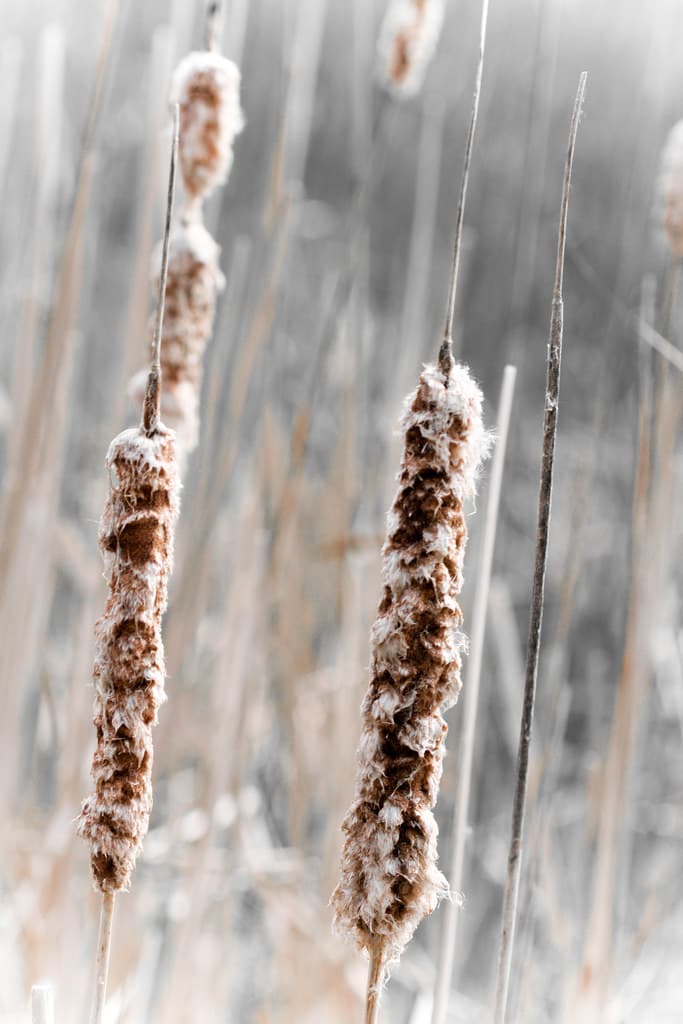 Cattails