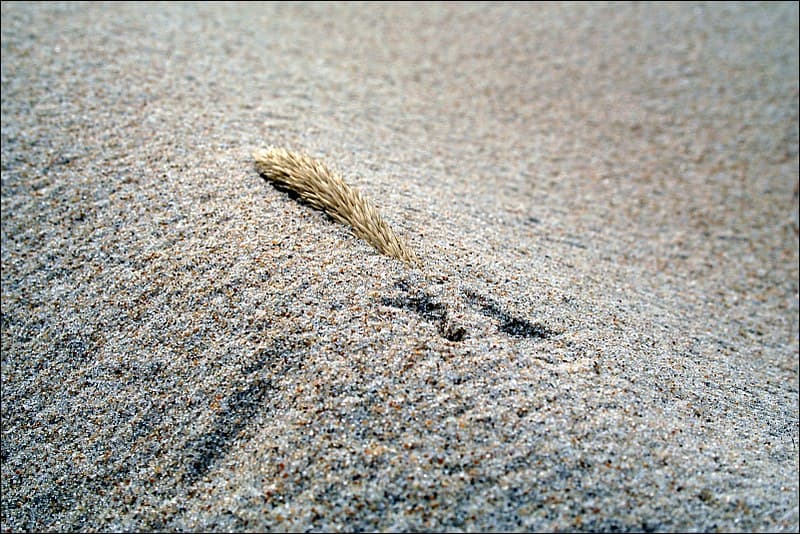 sandgras