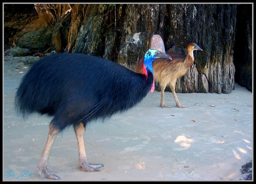 Cassowary and chick