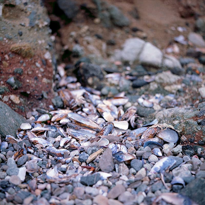 Purple Shells