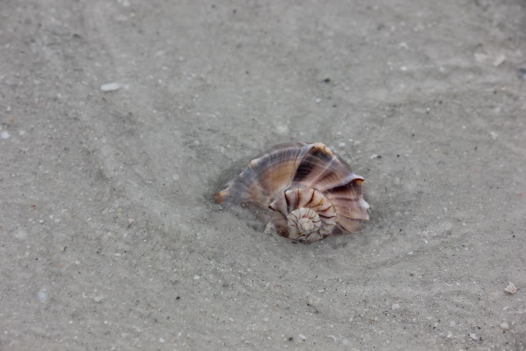 Lowdermilk Park Beach