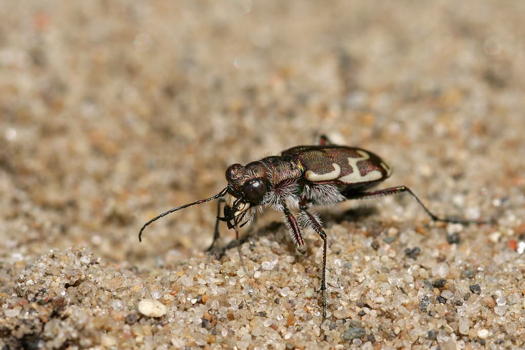 Common Shore Tiger Beetle (Cicindela repanda)