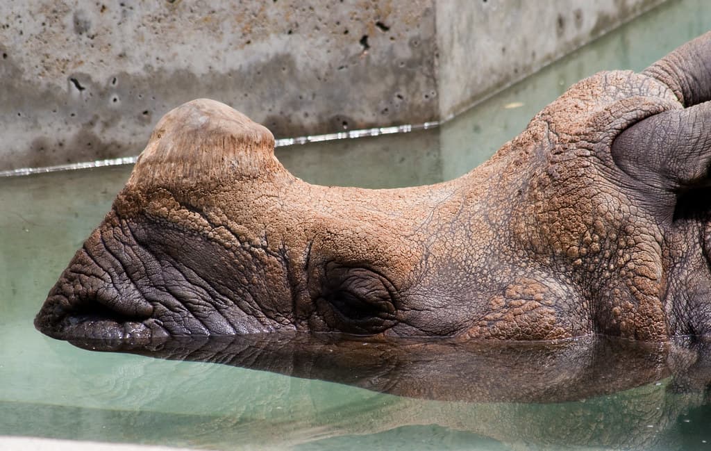 rhino cooling off