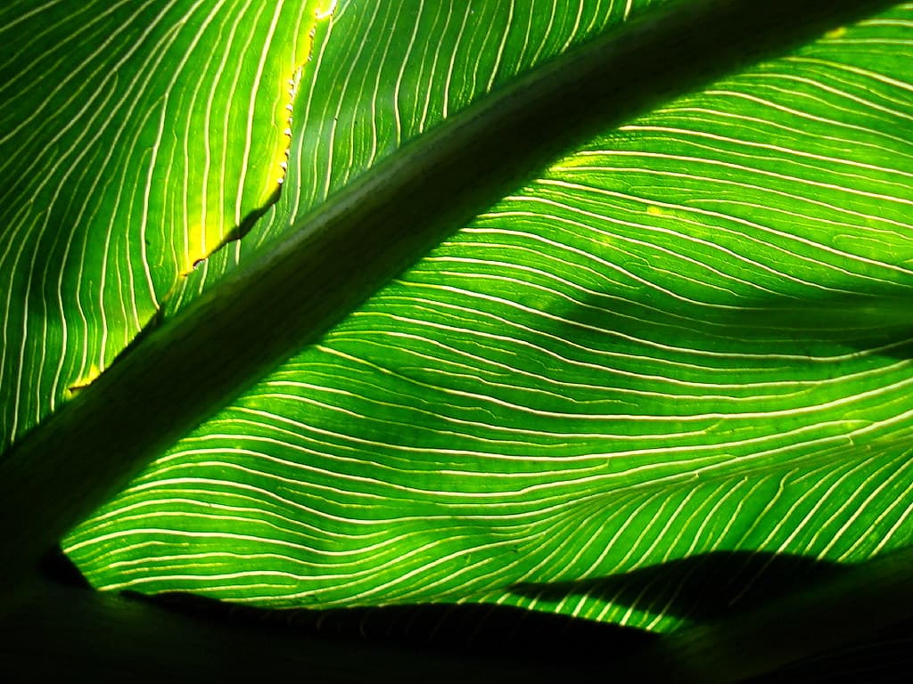 leaf light