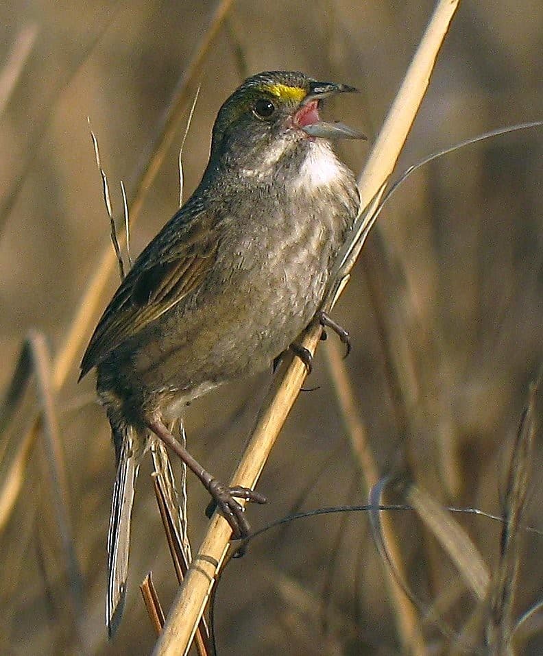 Seaside Sparrow (Ammodramus maritimus)
