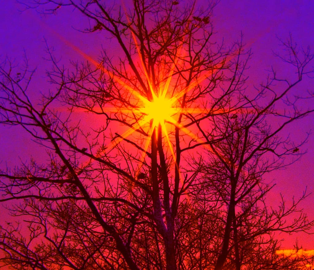 Tree Star of the Winter Sky