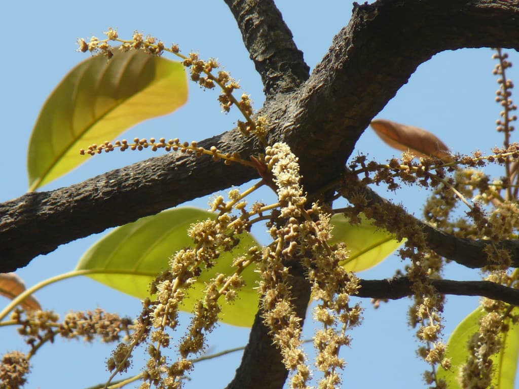 Baheda (Gujarati: બહેડા)