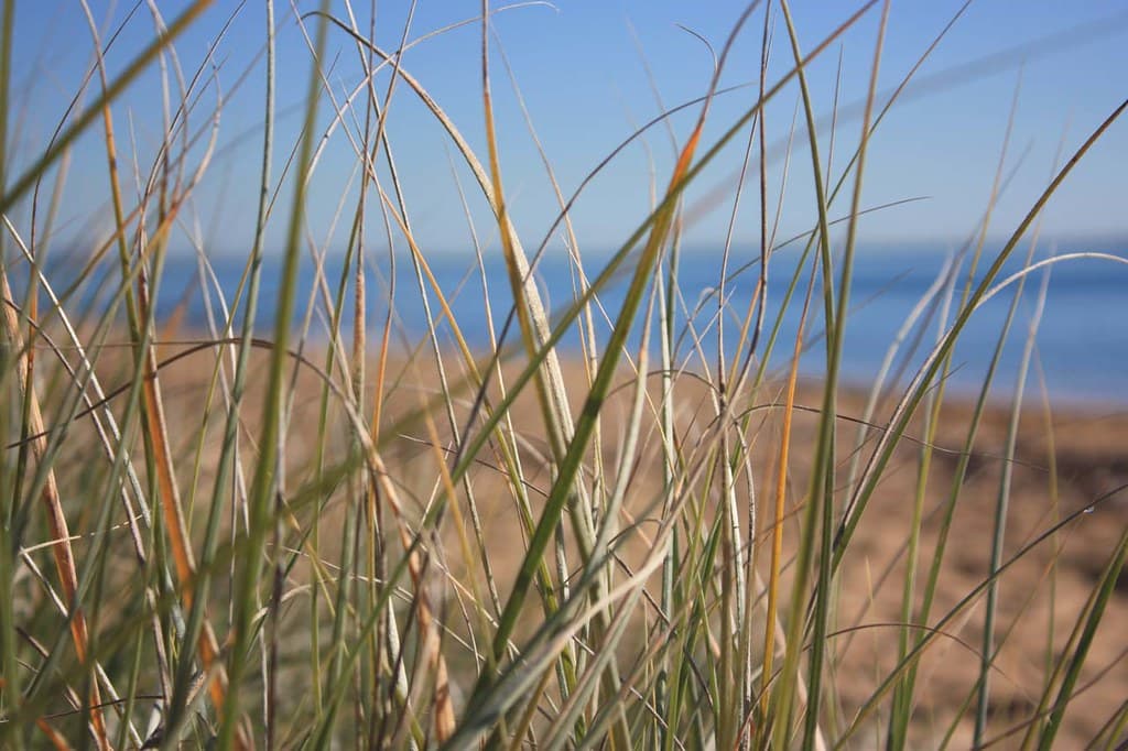 Beach grass