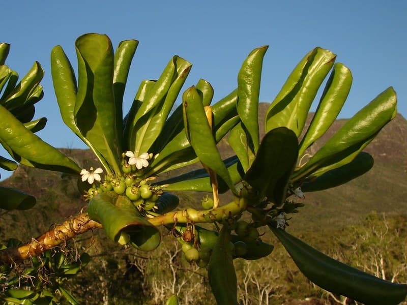 Scaevola sericea with mt. Bowen in background