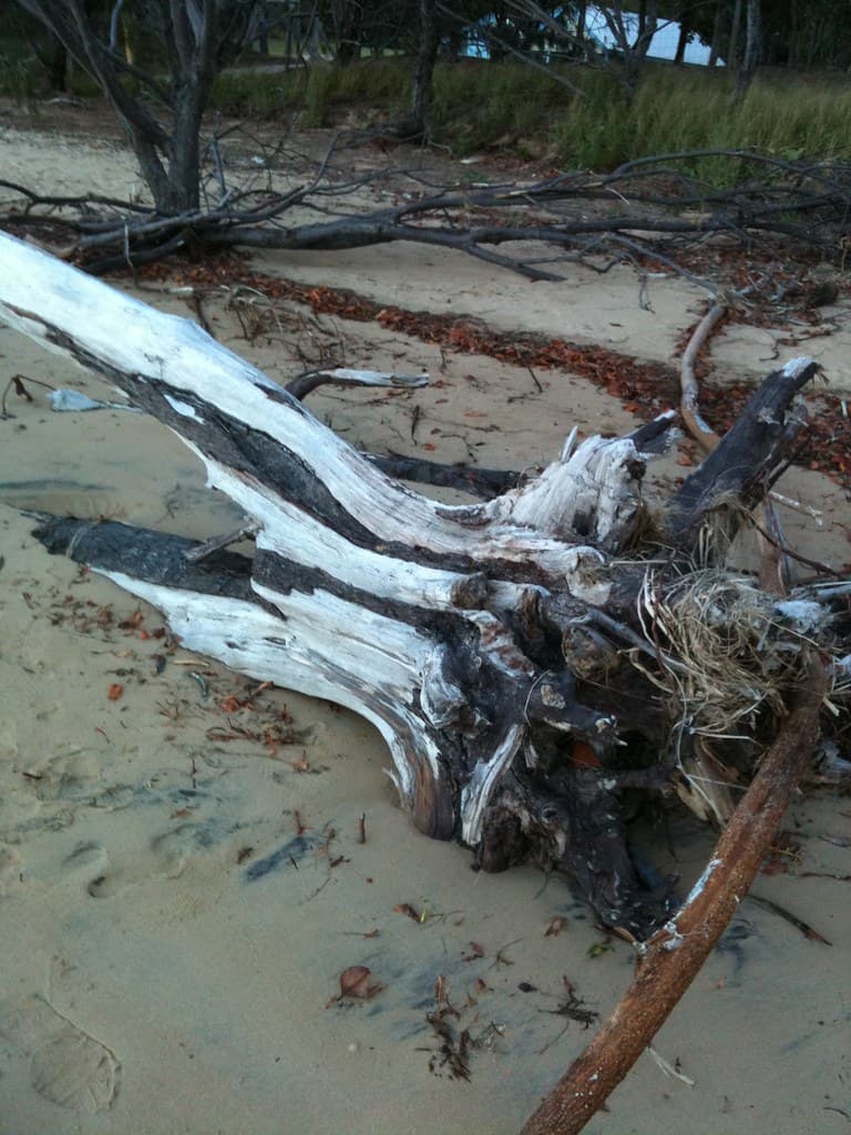 Driftwood Tannum Sands Beach
