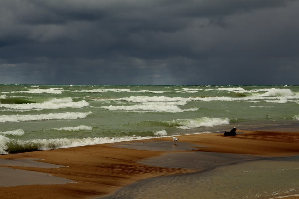 Seagull on Lake Michigan Beach with Storm Clouds appraoching