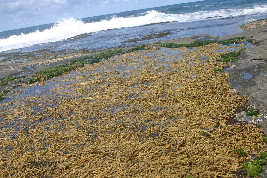 Seaweed at Angourie, NSW