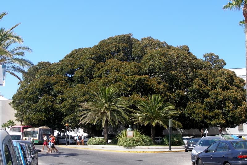 Ficus en la Plaza del Antiguo Hospital Mora (Cádiz, Andalucía)