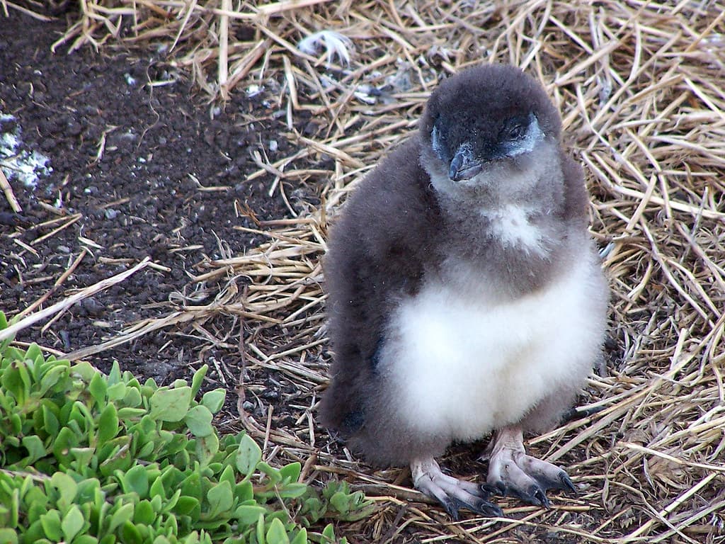 Small and Furry and Hungry