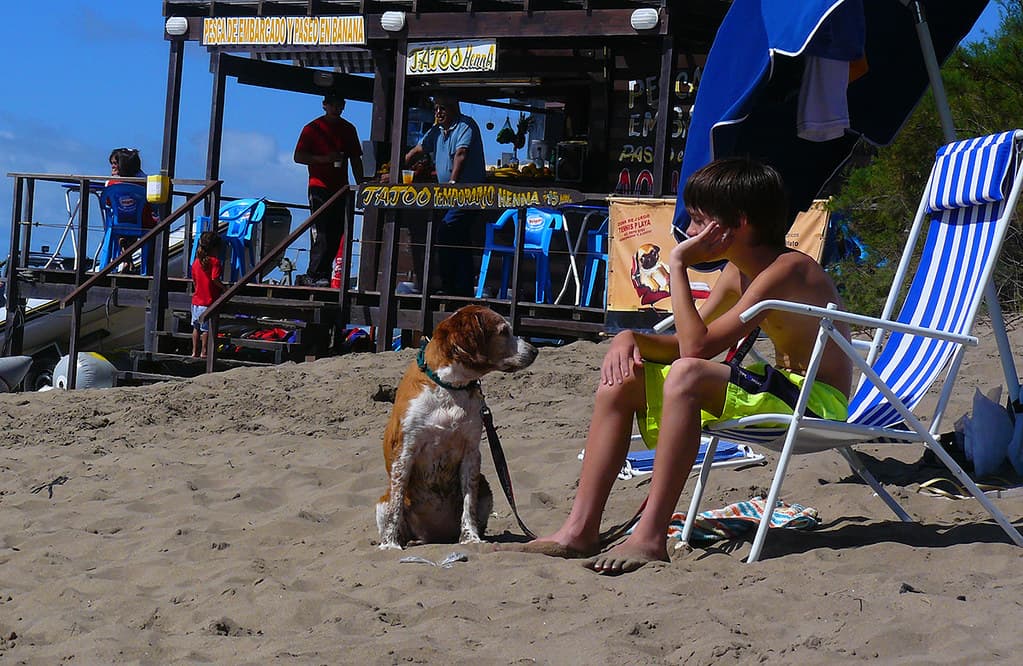 perro