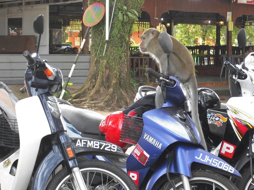 Monkey on a motorcycle, Kuantan, Malaysia