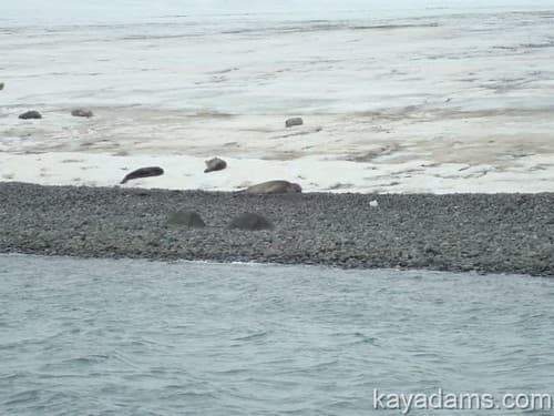 First Antarctic Animal Life