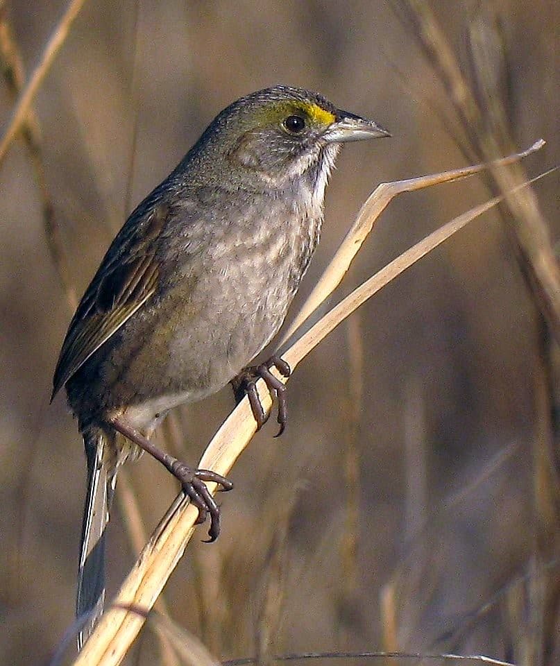Seaside Sparrow (Ammodramus maritimus)